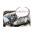 子猫   ここちゃん すたんぷ 発売中にゃ！（個別スタンプ：6）