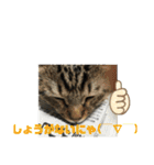 子猫   ここちゃん すたんぷ 発売中にゃ！（個別スタンプ：7）