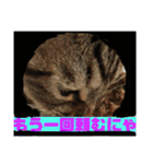 子猫   ここちゃん すたんぷ 発売中にゃ！（個別スタンプ：8）
