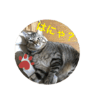 子猫   ここちゃん すたんぷ 発売中にゃ！（個別スタンプ：9）