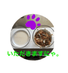 子猫   ここちゃん すたんぷ 発売中にゃ！（個別スタンプ：10）