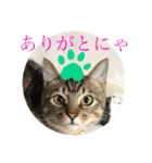 子猫   ここちゃん すたんぷ 発売中にゃ！（個別スタンプ：11）