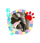 子猫   ここちゃん すたんぷ 発売中にゃ！（個別スタンプ：12）