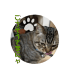 子猫   ここちゃん すたんぷ 発売中にゃ！（個別スタンプ：13）