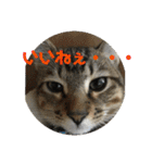 子猫   ここちゃん すたんぷ 発売中にゃ！（個別スタンプ：14）