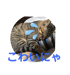 子猫   ここちゃん すたんぷ 発売中にゃ！（個別スタンプ：15）