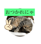 子猫   ここちゃん すたんぷ 発売中にゃ！（個別スタンプ：16）