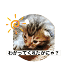 子猫   ここちゃん すたんぷ 発売中にゃ！（個別スタンプ：17）