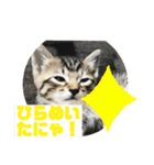 子猫   ここちゃん すたんぷ 発売中にゃ！（個別スタンプ：18）