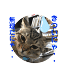 子猫   ここちゃん すたんぷ 発売中にゃ！（個別スタンプ：19）