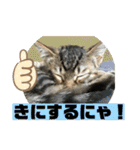 子猫   ここちゃん すたんぷ 発売中にゃ！（個別スタンプ：20）