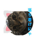 子猫   ここちゃん すたんぷ 発売中にゃ！（個別スタンプ：21）