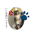 子猫   ここちゃん すたんぷ 発売中にゃ！（個別スタンプ：22）