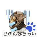 子猫   ここちゃん すたんぷ 発売中にゃ！（個別スタンプ：23）