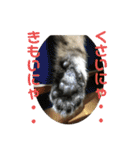 子猫   ここちゃん すたんぷ 発売中にゃ！（個別スタンプ：24）