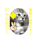 子猫   ここちゃん すたんぷ 発売中にゃ！（個別スタンプ：25）