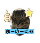 子猫   ここちゃん すたんぷ 発売中にゃ！（個別スタンプ：26）
