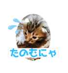 子猫   ここちゃん すたんぷ 発売中にゃ！（個別スタンプ：29）
