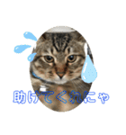 子猫   ここちゃん すたんぷ 発売中にゃ！（個別スタンプ：30）