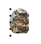 子猫   ここちゃん すたんぷ 発売中にゃ！（個別スタンプ：32）