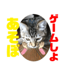 子猫   ここちゃん すたんぷ 発売中にゃ！（個別スタンプ：33）