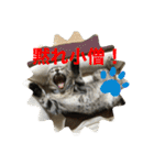 子猫   ここちゃん すたんぷ 発売中にゃ！（個別スタンプ：34）