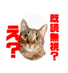 子猫   ここちゃん すたんぷ 発売中にゃ！（個別スタンプ：35）