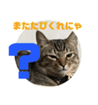 子猫   ここちゃん すたんぷ 発売中にゃ！（個別スタンプ：36）