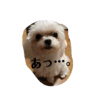マルチーズみぃちゃん（個別スタンプ：16）