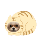 マルチーズみぃちゃん（個別スタンプ：20）