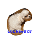 マルチーズみぃちゃん（個別スタンプ：36）