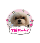 マルチーズみぃちゃん（個別スタンプ：38）