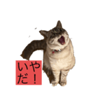 とらむぎスタンプ（個別スタンプ：6）