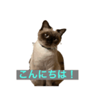とらむぎスタンプ（個別スタンプ：7）