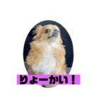 チワワスタンプごまちゃん（個別スタンプ：1）
