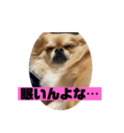 チワワスタンプごまちゃん（個別スタンプ：5）
