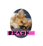 チワワスタンプごまちゃん（個別スタンプ：6）