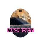 チワワスタンプごまちゃん（個別スタンプ：7）