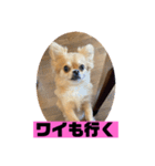 チワワスタンプごまちゃん（個別スタンプ：8）