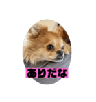 チワワスタンプごまちゃん（個別スタンプ：9）