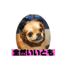 チワワスタンプごまちゃん（個別スタンプ：10）