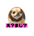 チワワスタンプごまちゃん（個別スタンプ：11）