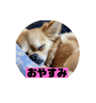 チワワスタンプごまちゃん（個別スタンプ：12）