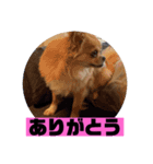 チワワスタンプごまちゃん（個別スタンプ：13）