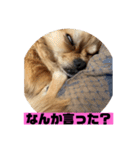 チワワスタンプごまちゃん（個別スタンプ：14）