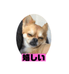 チワワスタンプごまちゃん（個別スタンプ：16）