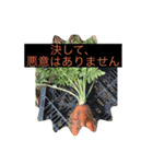 畑活、ハタカツ（個別スタンプ：2）