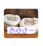 マルチーズのるるとまる（個別スタンプ：4）