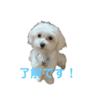 マルチーズのるるとまる（個別スタンプ：7）