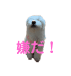 マルチーズのるるとまる（個別スタンプ：8）